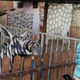 Illustration for article titled Egyptian Zoo Ridiculed for Allegedly Disguising Donkey as Zebra